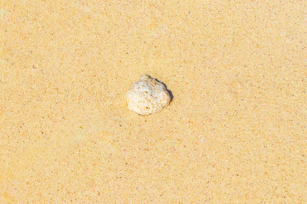 Conchas Pedras Corais Areia Praia Playa Del Carmen Quintana Roo — Fotografia de Stock