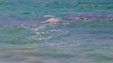 Nai Thon Naithon Sahili 'ndeki muhteşem gizli muz plajı ve manzara manzarası turkuaz berrak su ve Güney Asya' daki Tayland Phuket Adası 'nda dalgalarla dolu güzel bir rüya sahili..