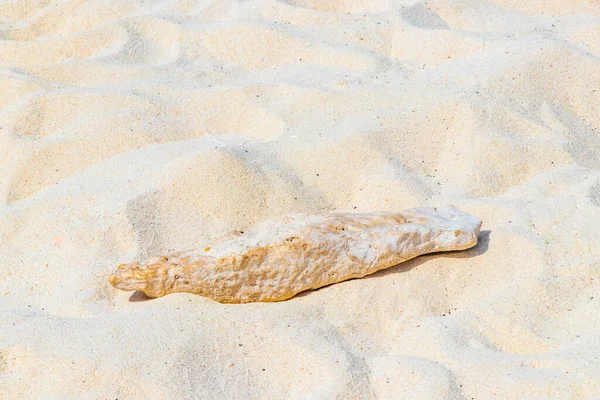 Stenen Schelpen Koralen Het Strand Zand Playa Del Carmen Quintana — Stockfoto