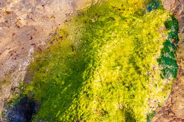 Pietre Rocce Coralli Acqua Turchese Verde Blu Sulla Spiaggia Playa — Foto Stock