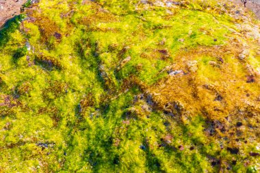 Playa del Carmen Quintana Roo Meksika sahilindeki turkuaz yeşil ve mavi sularda kayalar ve mercanlar..