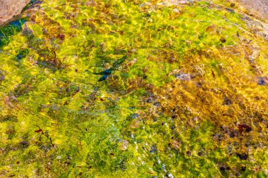 Playa del Carmen Quintana Roo Meksika sahilindeki turkuaz yeşil ve mavi sularda kayalar ve mercanlar..