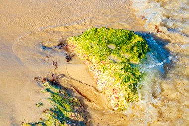 Playa del Carmen Quintana Roo Meksika sahilindeki turkuaz yeşil ve mavi sularda kayalar ve mercanlar..