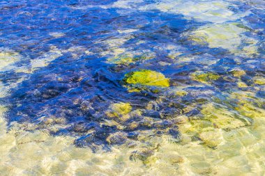 Playa del Carmen Quintana Roo Meksika sahilindeki turkuaz yeşil ve mavi sularda kayalar ve mercanlar..