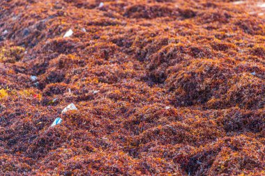 Playa del Carmen Meksika 'daki tropik Meksika plajlarında çok fazla kırmızı deniz yosunu ve çöp atığı çevresel kirliliği yok ediyor..
