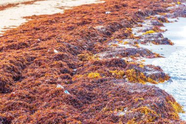 Playa del Carmen Meksika 'daki tropik Meksika plajlarında çok fazla kırmızı deniz yosunu ve çöp atığı çevresel kirliliği yok ediyor..