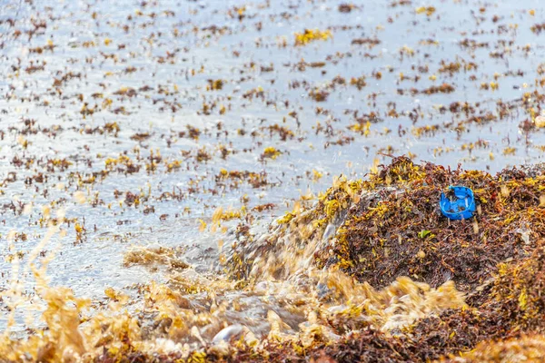 멕시코 플라야델 카르멘의 멕시코 해변에 질나는 해초사라 가소와 쓰레기 오염을 — 스톡 사진