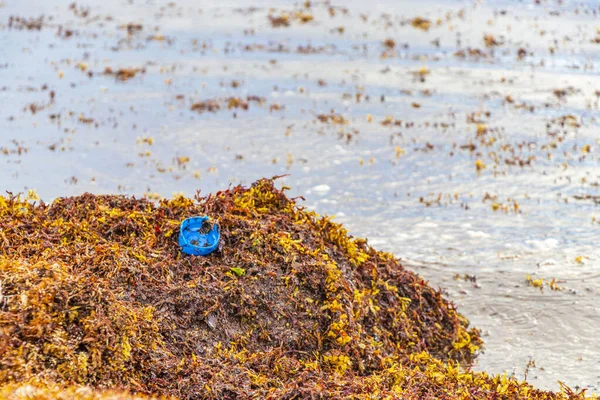 Много Красных Отвратительных Морских Водорослей Саргазо Мусора Загрязнение Окружающей Среды — стоковое фото