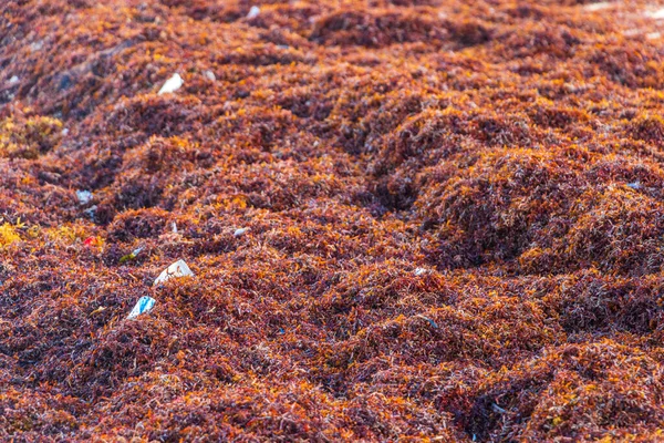 墨西哥普拉亚德尔卡门的热带墨西哥海滩上 大量的红色 非常恶心的海藻 沙加佐和垃圾污染环境 — 图库照片