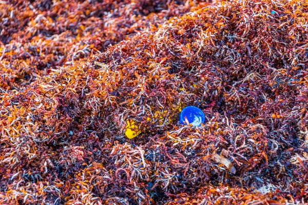 Beaucoup Algues Rouges Très Dégoûtantes Sargazo Déchets Ordures Pollution Environnement — Photo