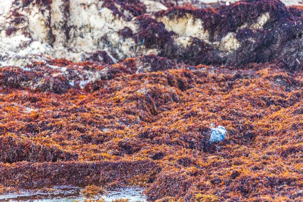 Beaucoup Algues Rouges Très Dégoûtantes Sargazo Déchets Ordures Pollution Environnement — Photo