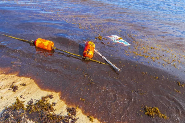 Monte Vermelho Algas Muito Repugnantes Sargazo Lixo Resíduos Poluição Ambiental — Fotografia de Stock