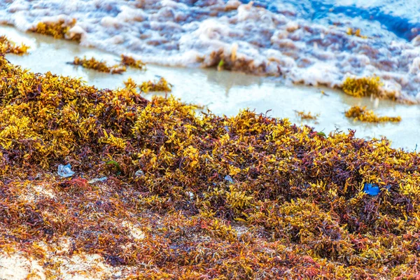 멕시코 플라야델 카르멘의 멕시코 해변에 질나는 해초사라 가소와 쓰레기 오염을 — 스톡 사진