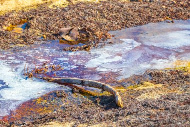 Playa del Carmen Meksika 'daki tropik Meksika plajlarında çok fazla kırmızı deniz yosunu ve çöp atığı çevresel kirliliği yok ediyor..