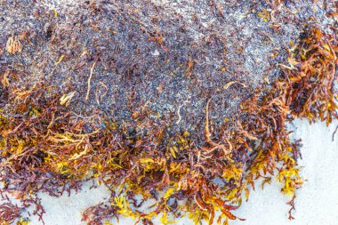 A lot of red very disgusting seaweed sargazo at tropical mexican beach and Punta Esmeralda in Playa del Carmen Mexico.