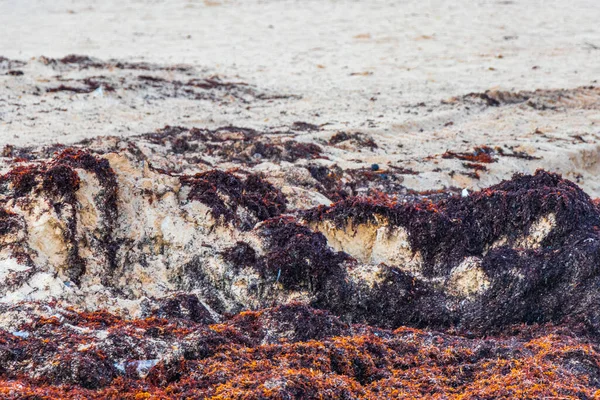 Lot Red Very Disgusting Seaweed Sargazo Tropical Mexican Beach Punta — стоковое фото