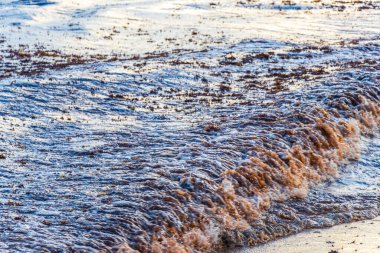 Playa del Carmen Quintana Roo Meksika 'da deniz yosunu sargazosuyla dolu bir sürü iğrenç ve kirli Karayip sahil suyu..