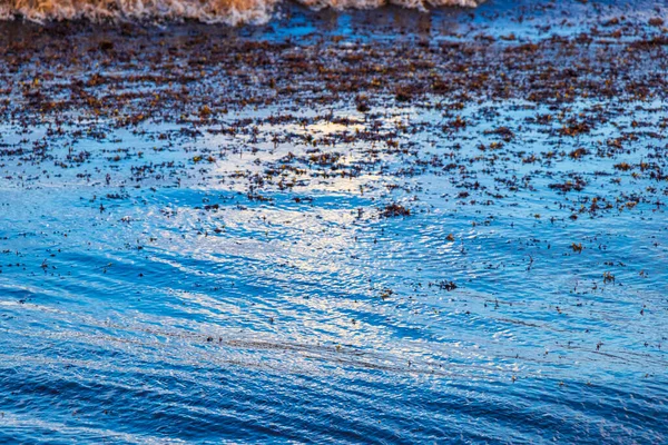 Mycket Äckligt Och Smutsigt Karibiskt Strandvatten Med Sjögräs Sargazo Playa — Stockfoto