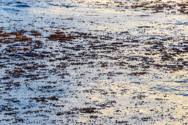 Mucha Agua Playa Caribeña Muy Asquerosa Sucia Con Sargazo Algas — Foto de Stock