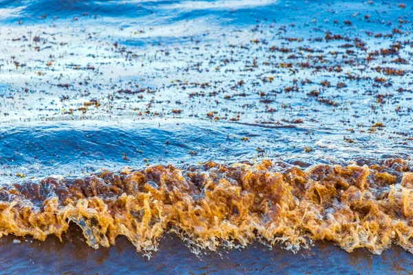 Sehr Ekelhaftes Und Schmutziges Karibisches Strandwasser Mit Algen Sargazo Playa — Stockfoto