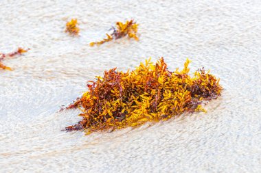 Playa del Carmen Meksika 'daki tropikal Meksika plajında sarı turuncu deniz yosunu yosunu yosunu..