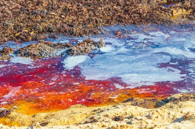 Playa del Carmen Quintana Roo Meksika 'da deniz yosunu sargazosuyla dolu bir sürü iğrenç ve kirli Karayip sahil suyu..