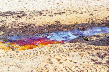 Playa del Carmen Quintana Roo Meksika 'da deniz yosunu sargazosuyla dolu bir sürü iğrenç ve kirli Karayip sahil suyu..