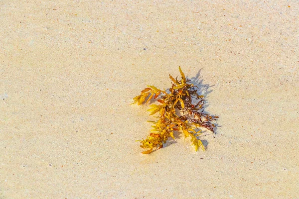 멕시코의 플라야델 카르멘에 멕시코 해변에서 노란색붉은 오렌지색 바닷말의해 초석관 — 스톡 사진