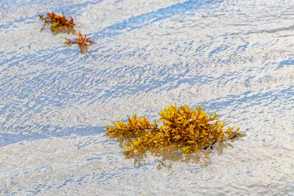 멕시코의 플라야델 카르멘에 멕시코 해변에서 노란색붉은 오렌지색 바닷말의해 초석관 — 스톡 사진