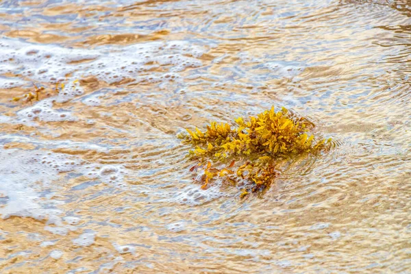 Gelb Rot Orange Seegrassargazo Tropischen Mexikanischen Strand Von Playa Del — Stockfoto