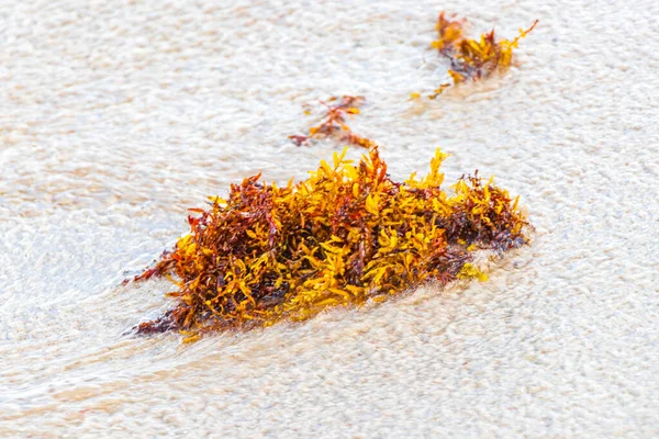 Yellow Red Orange Seaweed Seagrass Sargazo Tropical Mexican Beach Playa — Stock Photo, Image