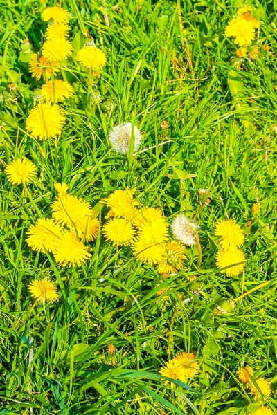Mooie Gele Paardebloem Blaasjesbloem Bloemen Groene Weide Bij Imsum Dijk — Stockfoto