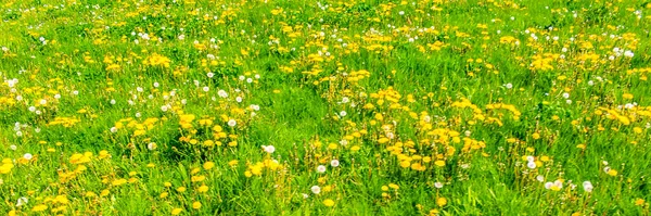 Mooie Gele Paardebloem Blaasjesbloem Bloemen Groene Weide Bij Imsum Dijk — Stockfoto