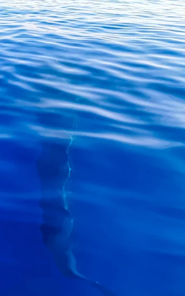 Enorme Mooie Walvishaai Zwemt Het Water Tijdens Boottocht Cancun Quintana — Stockfoto