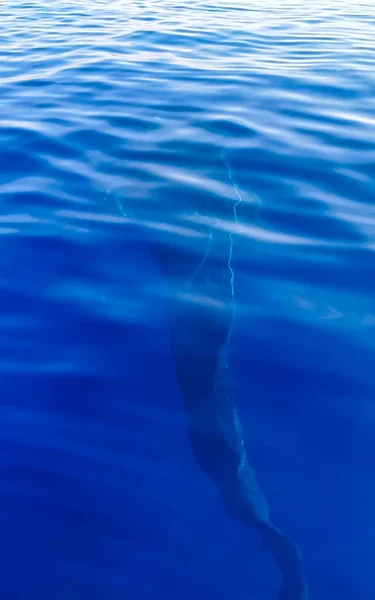 Ogromne Piękne Rekiny Wielorybów Pływa Powierzchni Wody Wycieczkę Statkiem Cancun — Zdjęcie stockowe