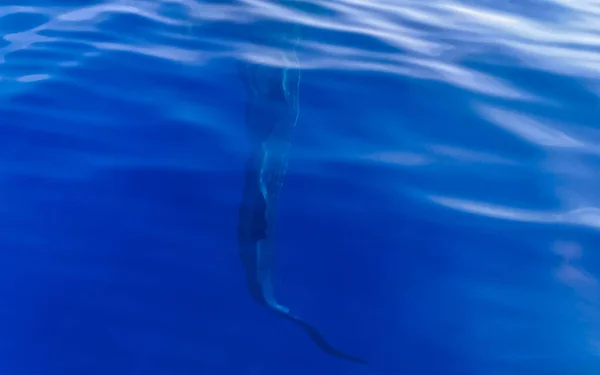 Ogromne Piękne Rekiny Wielorybów Pływa Powierzchni Wody Wycieczkę Statkiem Cancun — Zdjęcie stockowe