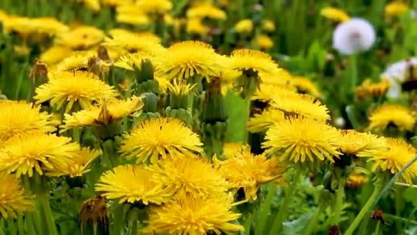 Krásné Žluté Pampeliška Květiny Foukané Květiny Zelené Louce Imsum Hráze — Stock video