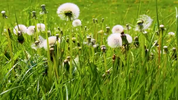 Beautiful Yellow Dandelion Flower Blowflower Flowers Green Meadow Imsum Dyke — Stock Video