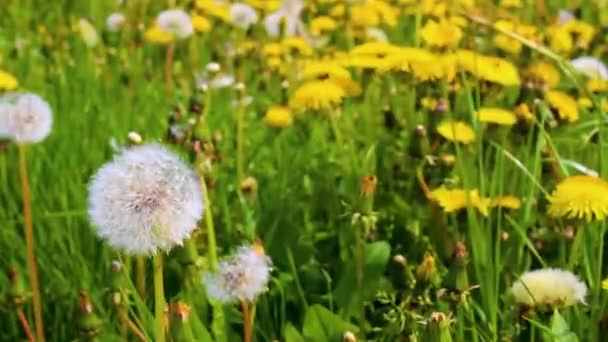 Прекрасна Жовта Квітка Канделіона Квітка Буйвола Зеленій Лузі Imsum Dyke — стокове відео