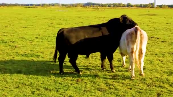 Geil Zwart Stier Wil Seks Maken Met Witte Koe Een — Stockvideo