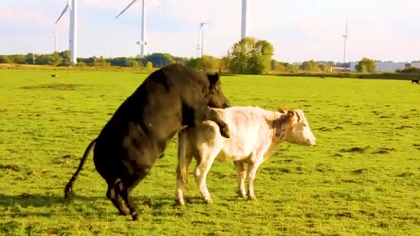 Nadržení Černošky Býk Chce Aby Sex Bílou Krávou Pastevním Poli — Stock video