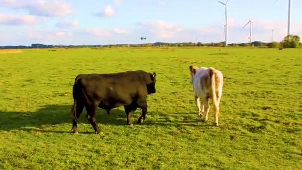 Horny Black Bull Wants Make Sex White Cow Pasture Field — Stock Video