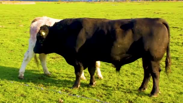 Geiler Schwarzer Bulle Sex Mit Weißer Kuh Auf Einer Weide — Stockvideo