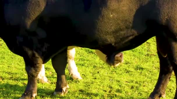 Horny Black Bull Wants Make Sex White Cow Pasture Field — ストック動画