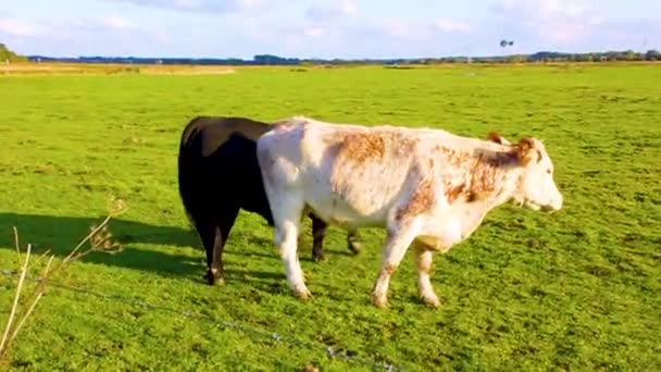 Horny Black Bull Wants Make Sex White Cow Pasture Field — ストック動画