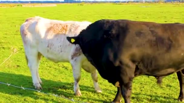 德国布雷默海文市 一头角质的黑牛想在牧场上与一头白牛做爱 — 图库视频影像