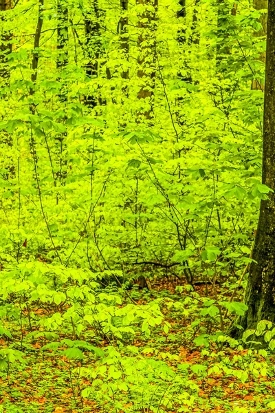 Weelderig Groen Bos Met Hoge Bomen Licht Het Drangstedt Bos — Stockfoto