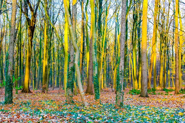 Floresta Fresca Natureza Tempo Inverno Langen Geestland Cuxhaven Baixa Saxônia — Fotografia de Stock