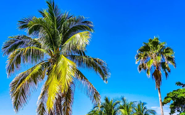 Tropické Přírodní Mexické Palmy Kokosovými Ořechy Modrá Obloha Pozadí Zicatela — Stock fotografie