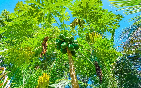 Hermoso Árbol Papaya Naturaleza Tropical Zicatela Puerto Escondido México — Foto de Stock